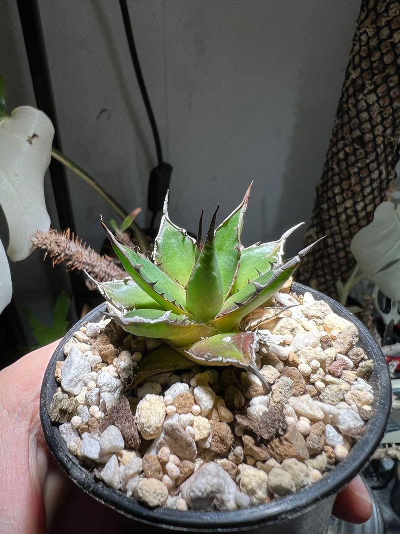 姬霍利達 歐洲輸入 傢俬 家居 園藝 植物及種子 Carousell 姬霍利達 歐洲輸入 傢俬 家居 園藝 植物及種子 Carousell