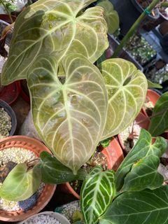 (Category: ) located in . Submitted by kebun_omma (Listing ID 1140146886, Image 1). Description: .
