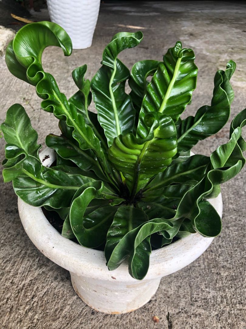 Cobra fern plant, Furniture & Home Living, Gardening, Plants & Seeds on