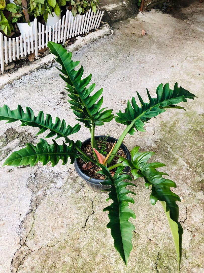 Philodendron green serratum, Furniture & Home Living, Gardening, Plants &  Seeds on Carousell