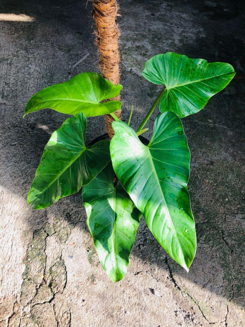Philodendron sagitifuluim plant (Category: Plants & Seeds) located in Antipolo. Submitted by murapod2 (Listing ID 1140242124, Image 3). Description: Philodendron sagitifuluim plant super lush and beautiful .