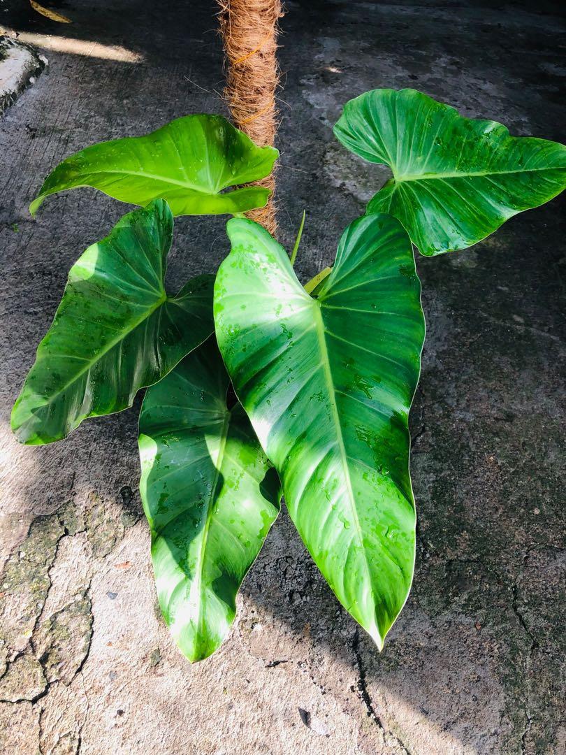 Philodendron sagitifuluim plant (Category: Plants & Seeds) located in Antipolo. Submitted by murapod2 (Listing ID 1140242124, Image 2). Description: Philodendron sagitifuluim plant super lush and beautiful .