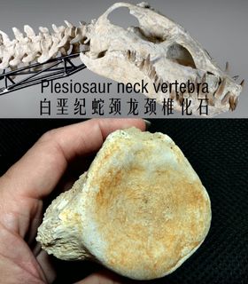 (Category: ) located in . Submitted by paleoevidence (Listing ID 1140413746, Image 1). Description: .