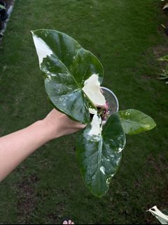 (Category: ) located in . Submitted by potfoliage (Listing ID 1140402728, Image 1). Description: .