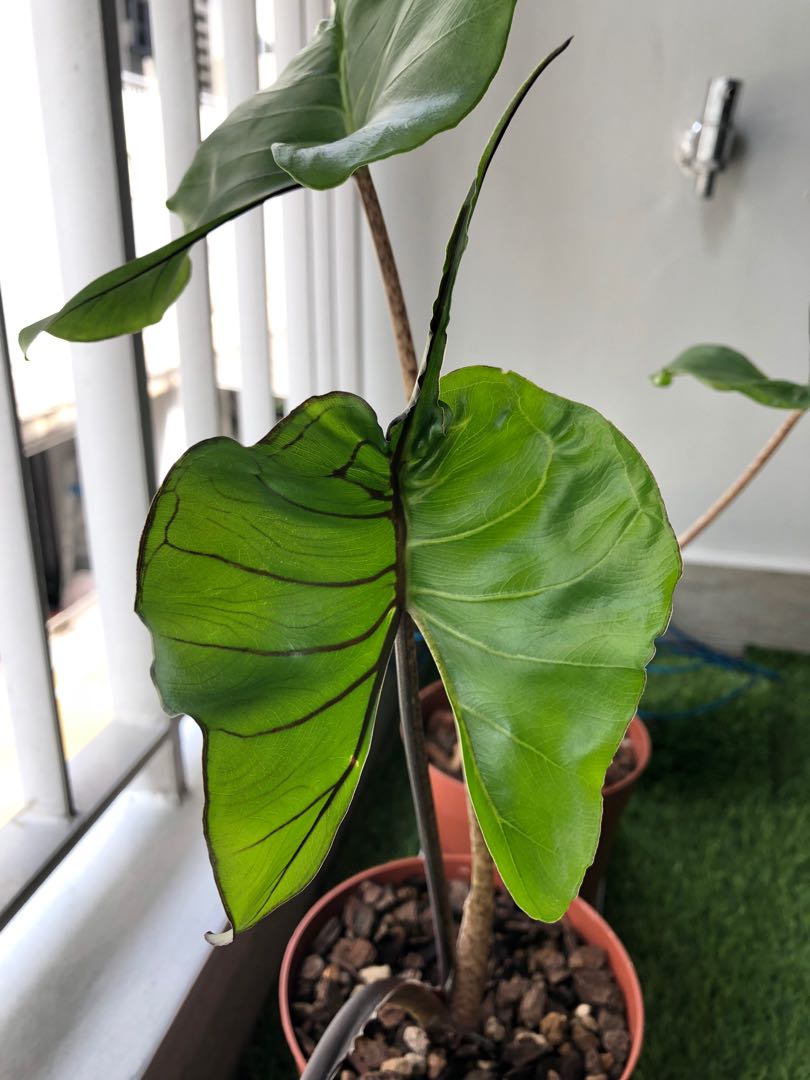 alocasia stingray (black stem), furniture & home living, gardening