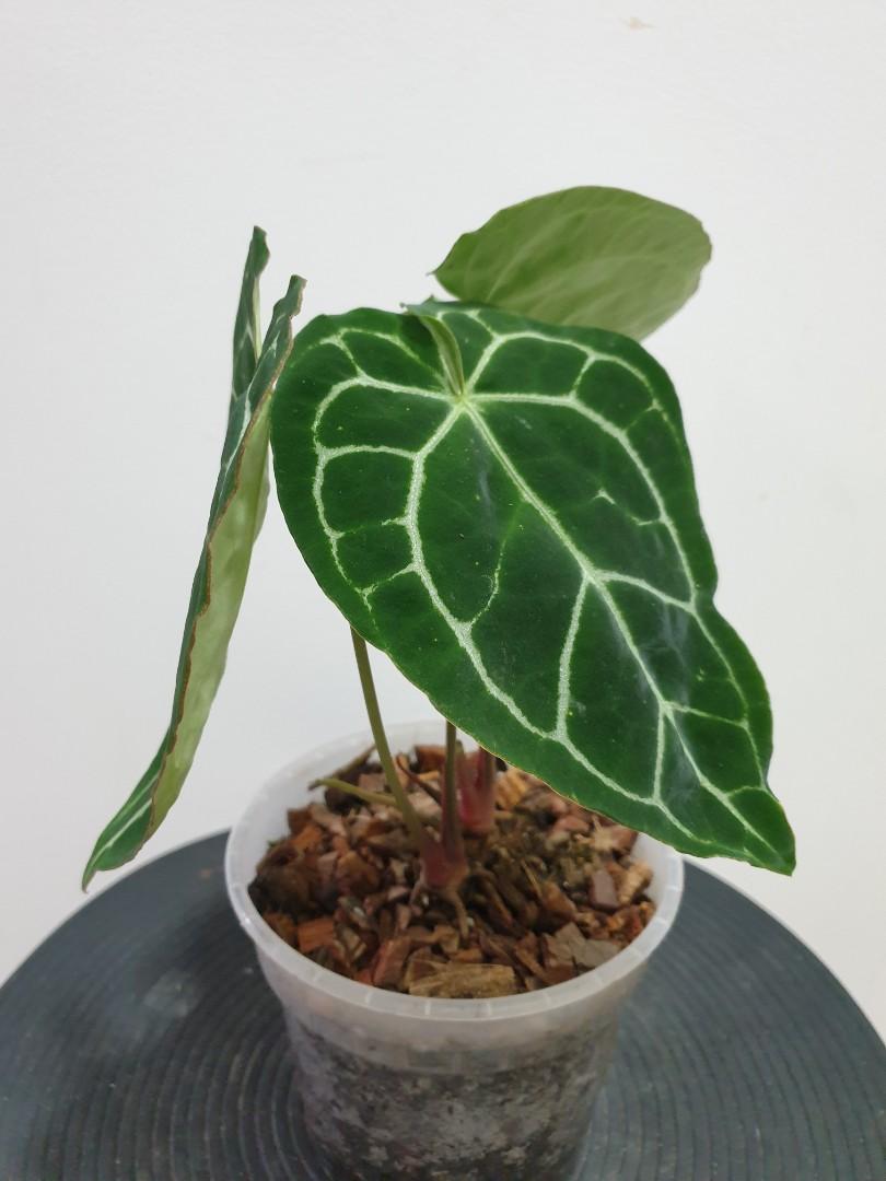Anthurium crystallinum dark form, Furniture & Home Living, Gardening
