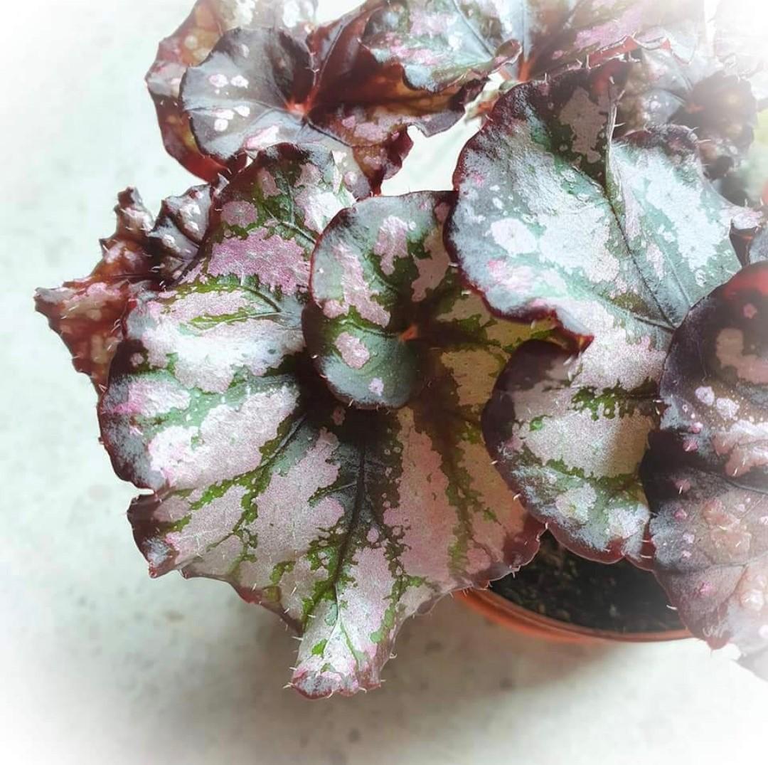Begonia Rex Escargot Furniture Home Living Gardening Plants Seeds On Carousell
