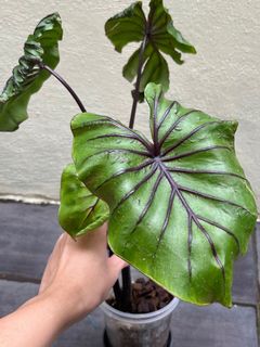 (Category: ) located in . Submitted by potfoliage (Listing ID 1140402978, Image 1). Description: .