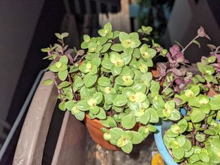 (Category: ) located in . Submitted by ena2021 (Listing ID 1140299180, Image 1). Description: .