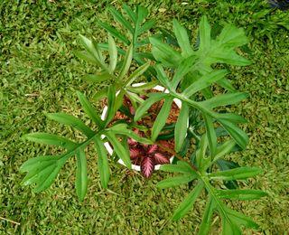 Philodendron Mayoi