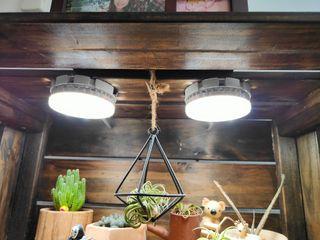 Succulent box with lights