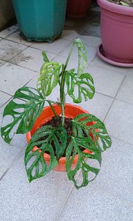 (Category: ) located in . Submitted by vittong (Listing ID 1140563053, Image 1). Description: .
