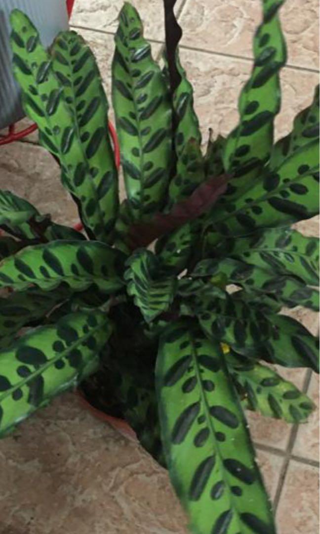 Calathea Rattlesnake, Furniture & Home Living, Gardening, Plants