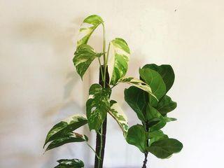 Epipremnum Pinnatum Albo + Fiddle Leaf Bambino