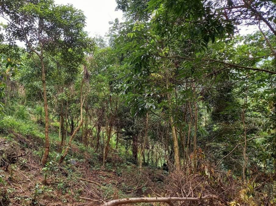 Lot for sale Avongan Homes Km8 Asin Road Tuba 8km from Baguio Town, Property, For Sale, Lot on