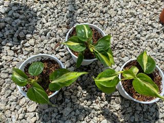 (Category: ) located in . Submitted by mostlyplants (Listing ID 1140527118, Image 1). Description: .