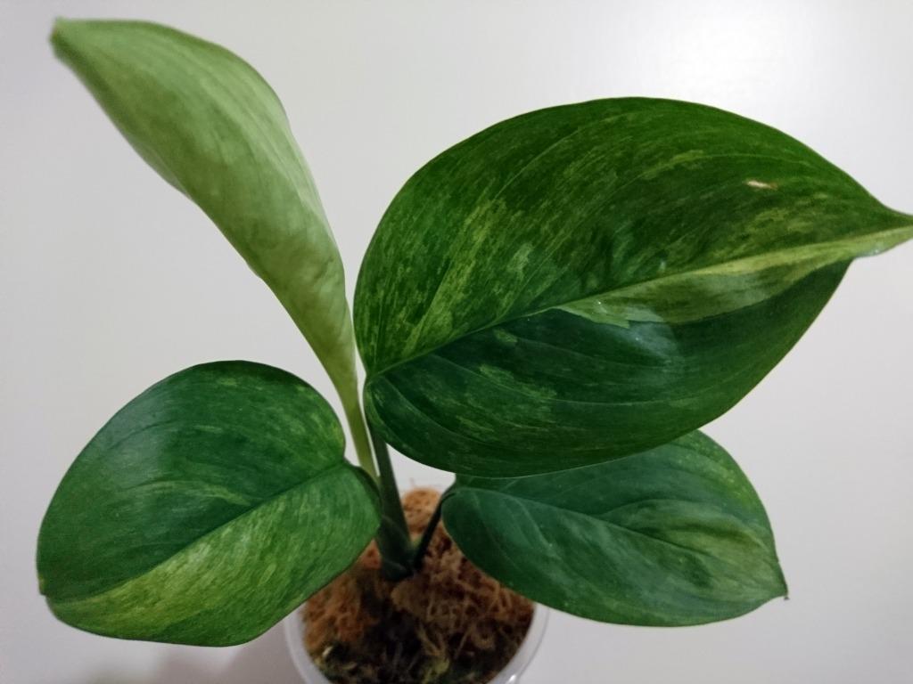 Variegated Scindapsus perakensis, Furniture & Home Living, Gardening ...