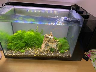 (Category: ) located in . Submitted by mctam86 (Listing ID 1135144395, Image 1). Description: .