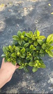 （分類：）位於 。 由 wanted.flower 提交（商品編號 1135208637，圖片 1）。簡介： 。
