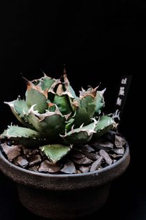 （分類：）位於 。 由 agaves.pot 提交（商品編號 1135163309，圖片 1）。簡介： 。