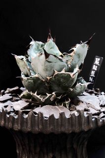 （分類：）位於 。 由 agaves.pot 提交（商品編號 1135162145，圖片 1）。簡介： 。