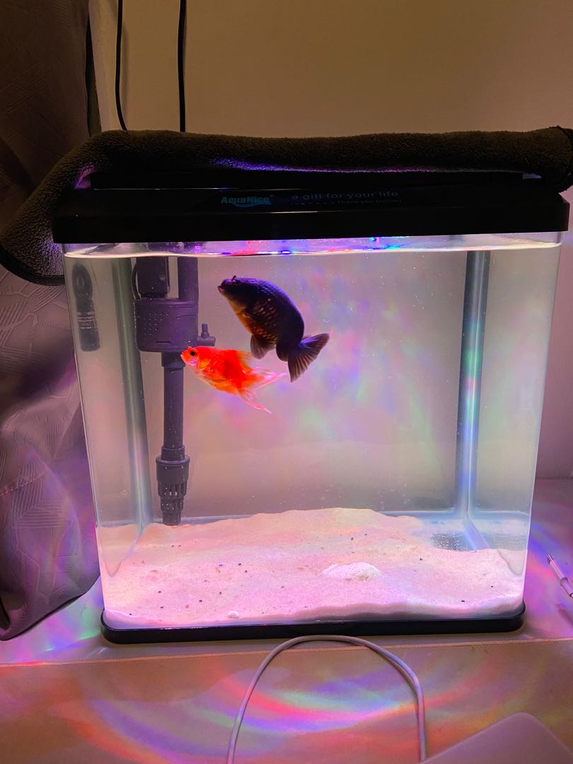 Aquarium, Pet Supplies, Homes & Other Pet Accessories on Carousell