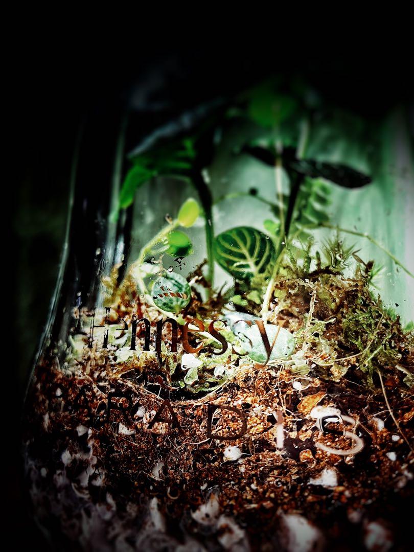 Customised Liquor bottle terrarium, Furniture & Home Living