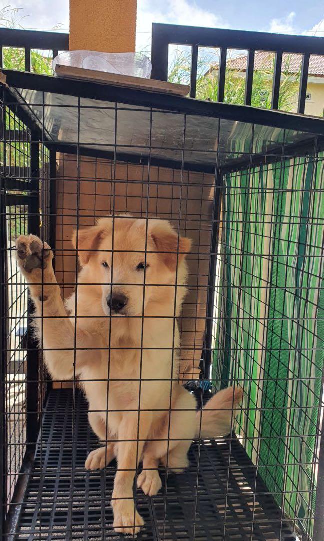 DOG CAGE SIZE 2x3x3 ft. FOF PICKUP LALAMOVE DELIVERY ONLY