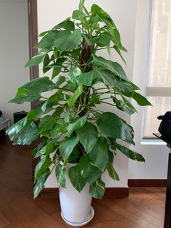 （分類：）位於 。 由 stan13579 提交（商品編號 1135118939，圖片 1）。簡介： 。