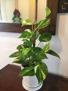 (Category: ) located in . Submitted by garden_pride (Listing ID 1135061020, Image 1). Description: .