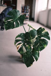 (Category: ) located in . Submitted by nomadcoffee (Listing ID 1135082384, Image 1). Description: .