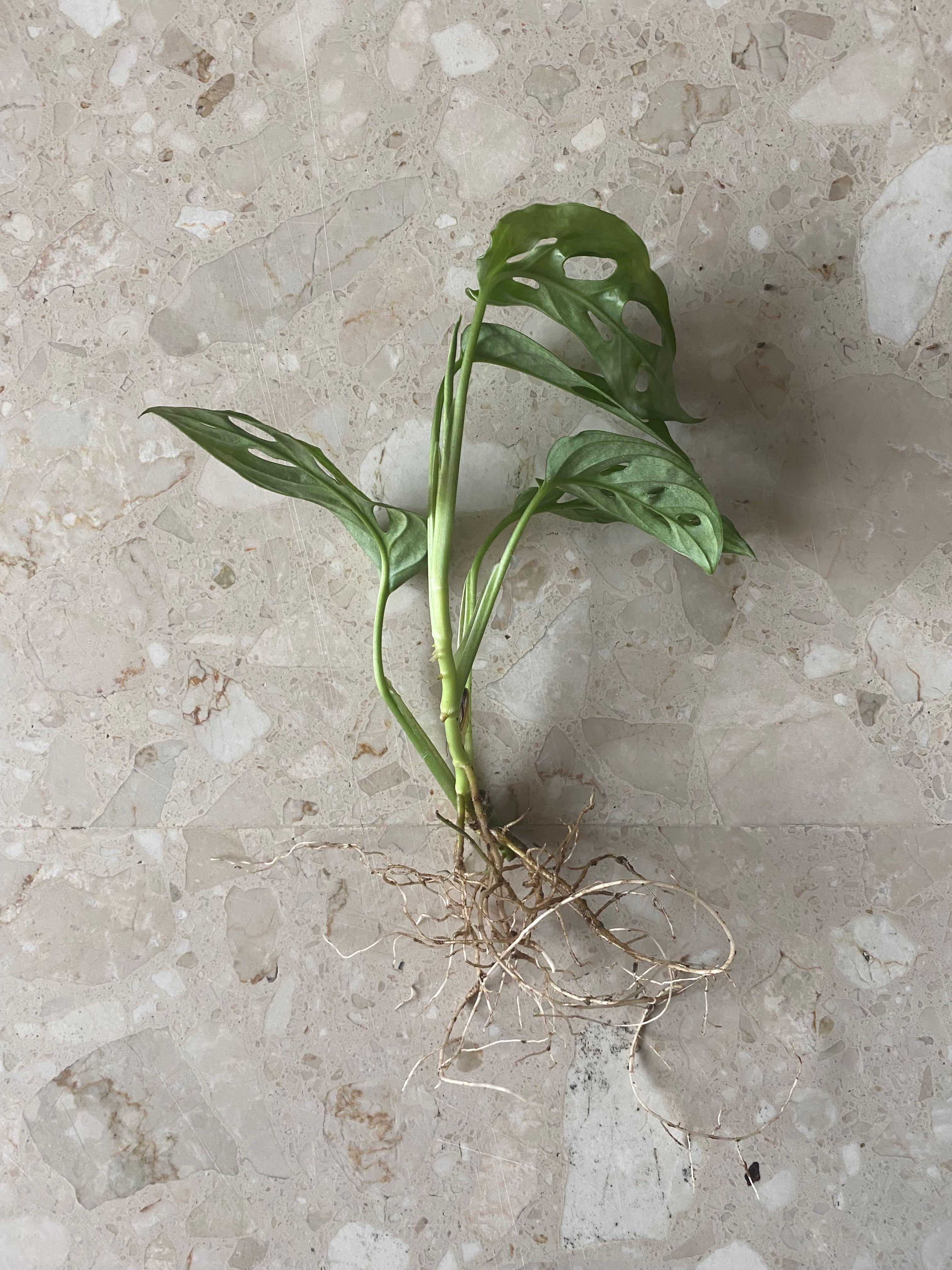 Rooted(water) Monstera Adansonii/ Swiss Cheese plant cuttings