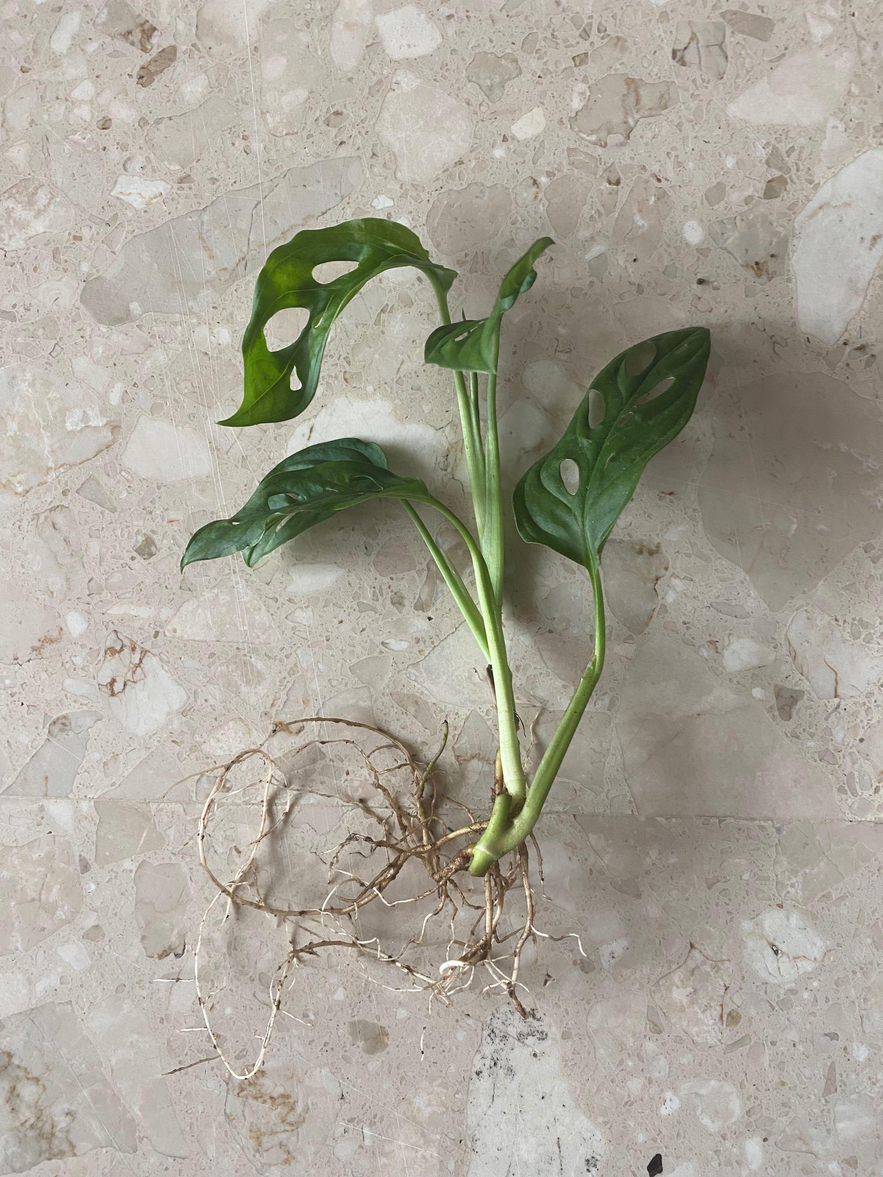 Rooted(water) Monstera Adansonii/ Swiss Cheese plant cuttings