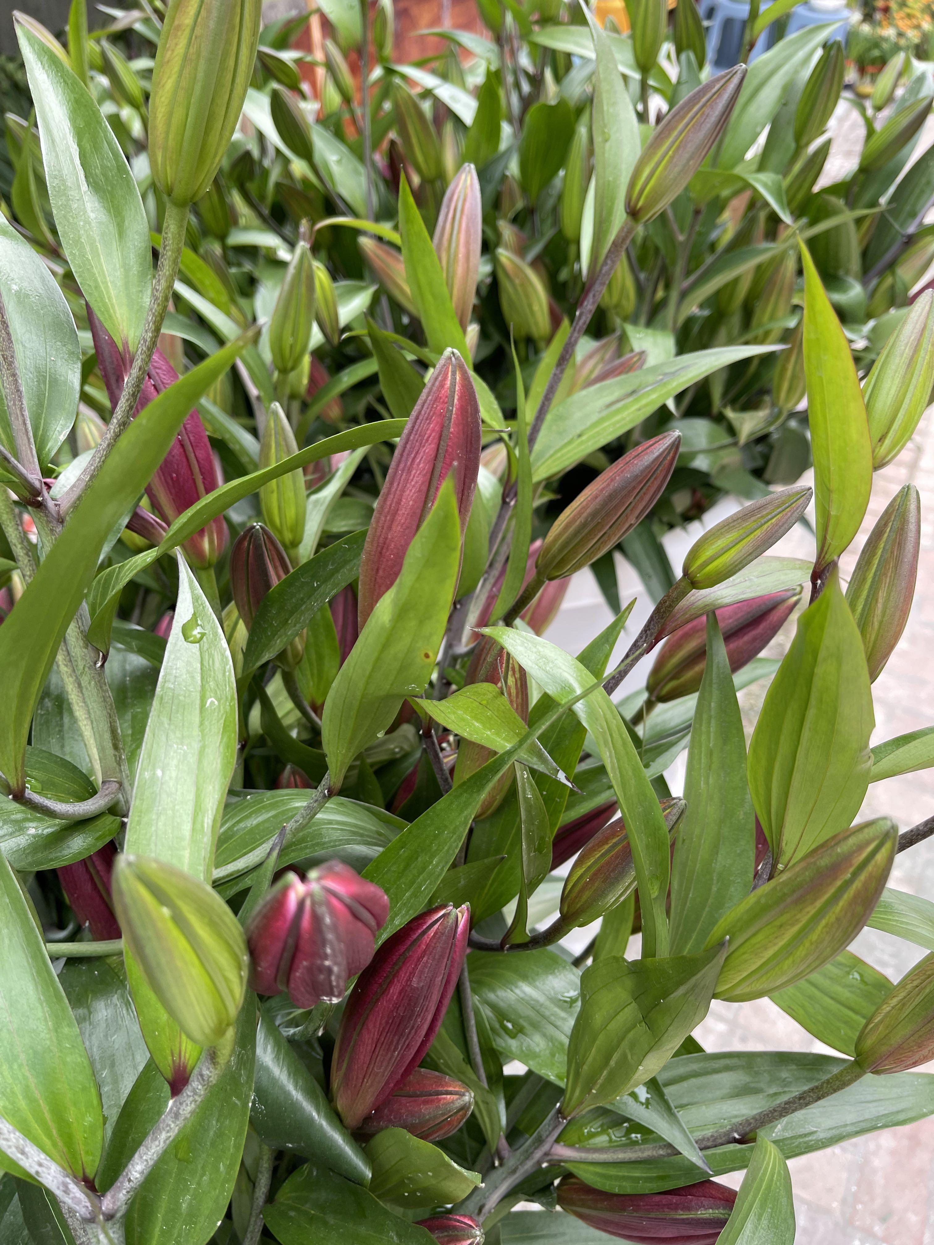 年宵火紅百合花（$100三支）, 傢俬＆家居, 園藝, 植物及種子- Carousell