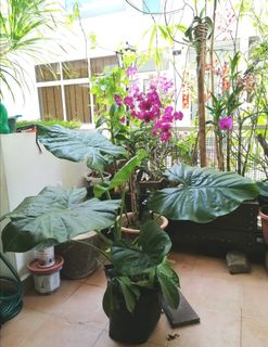 (Category: ) located in . Submitted by mama_chong (Listing ID 1140667518, Image 1). Description: .