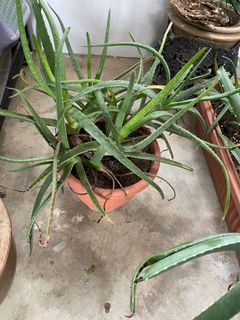 (Category: ) located in . Submitted by bloomscorner (Listing ID 1140655901, Image 1). Description: .