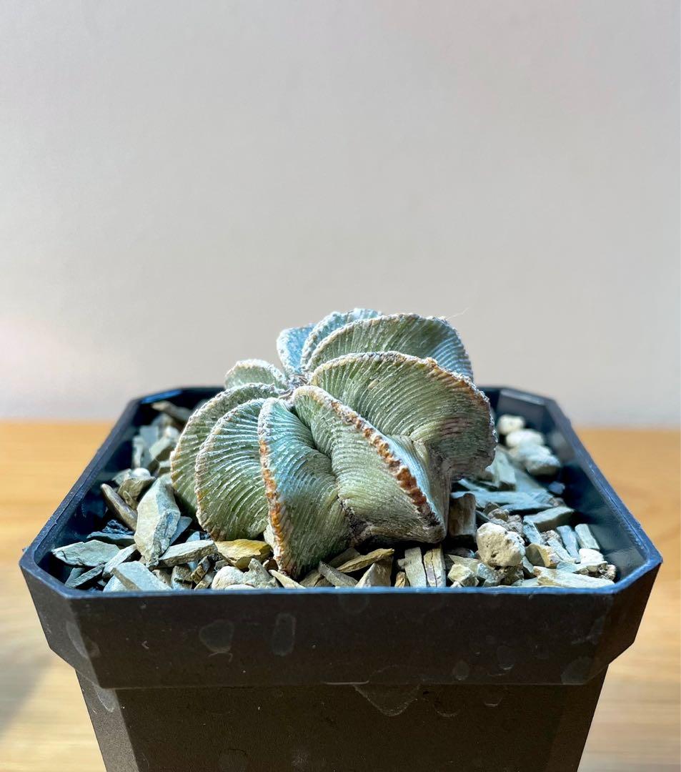 Aztekium Bot Aztekium hintonii, Furniture & Home Living, Gardening, Plants & Seeds ...