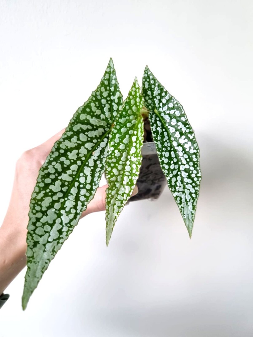 Begonia White Ice Furniture Home Living Gardening Plants Seeds On Carousell