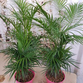 1) Good to buy Lovely jawa palm, ht 1.5ft, pot size 6inches. 2 pots only s$20, 2) 2) Cordyline dwarf,  ht 1ft, pot 7inches,  2 pots only s$15  free delivery