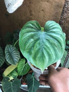 (Category: ) located in . Submitted by jungleplants (Listing ID 1140730549, Image 1). Description: .