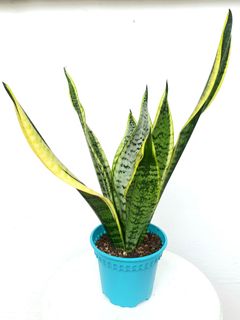 (Category: ) located in . Submitted by pot_a_plant (Listing ID 1140732373, Image 1). Description: .