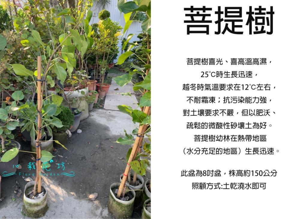 心栽花坊 菩提樹 8吋盆 綠籬植物 綠化環境 售價500特價400 居家生活 園藝在旋轉拍賣