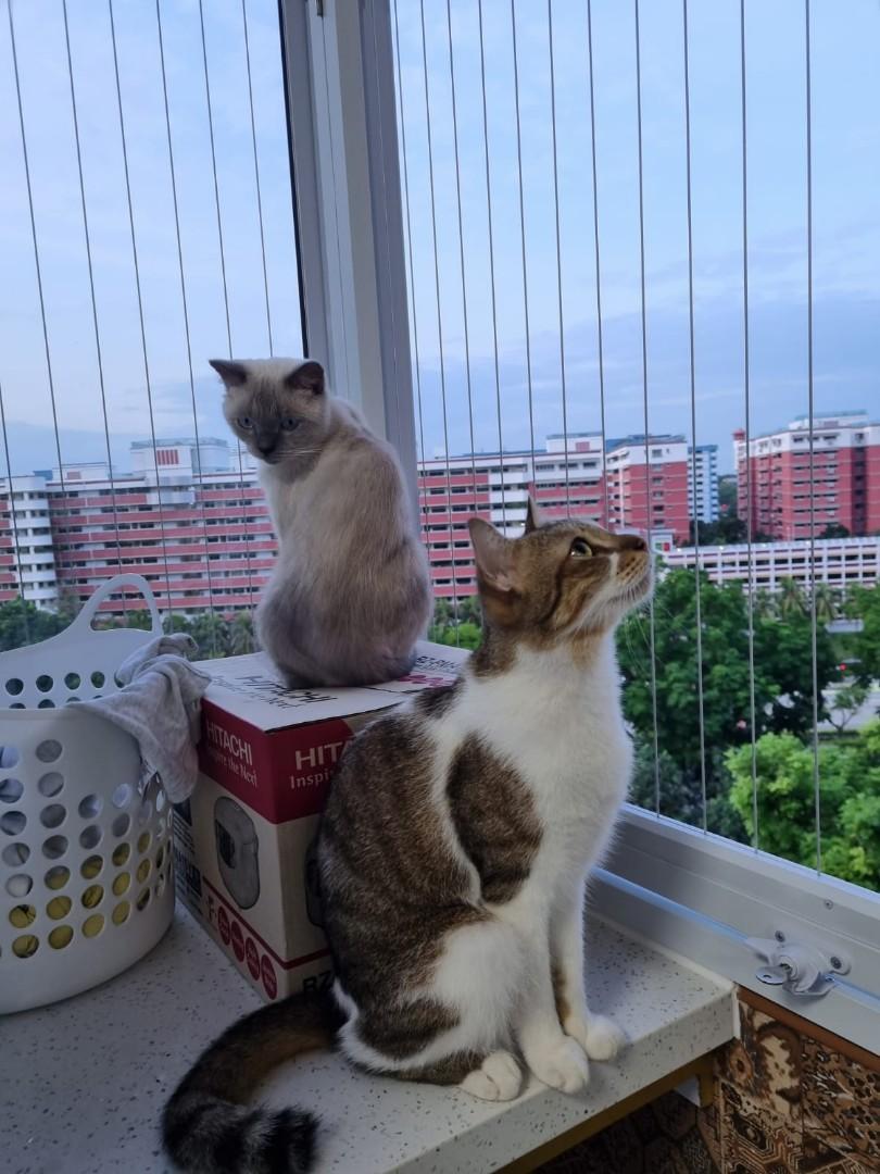 Cat proof window and balcony  grille (invisible grille & aluminum grille )62863115467778113