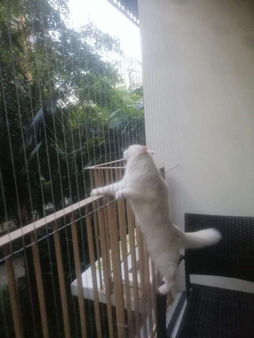 Cat proof window and balcony  grille (invisible grille & aluminum grille )62863115467778110