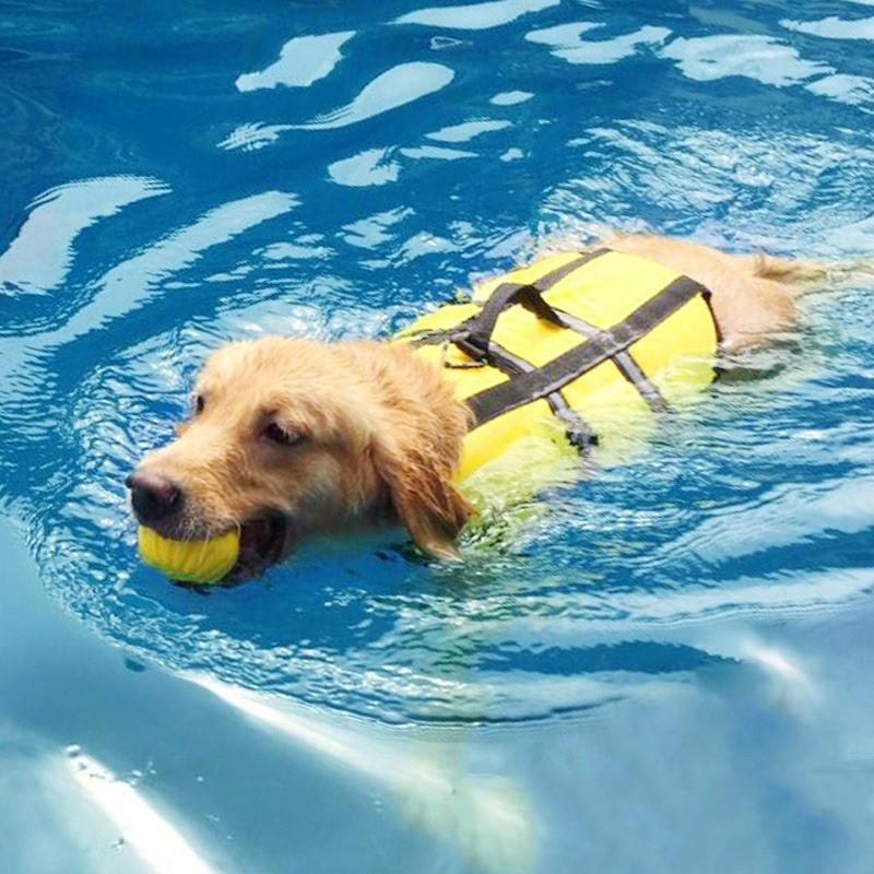 dog swim jacket