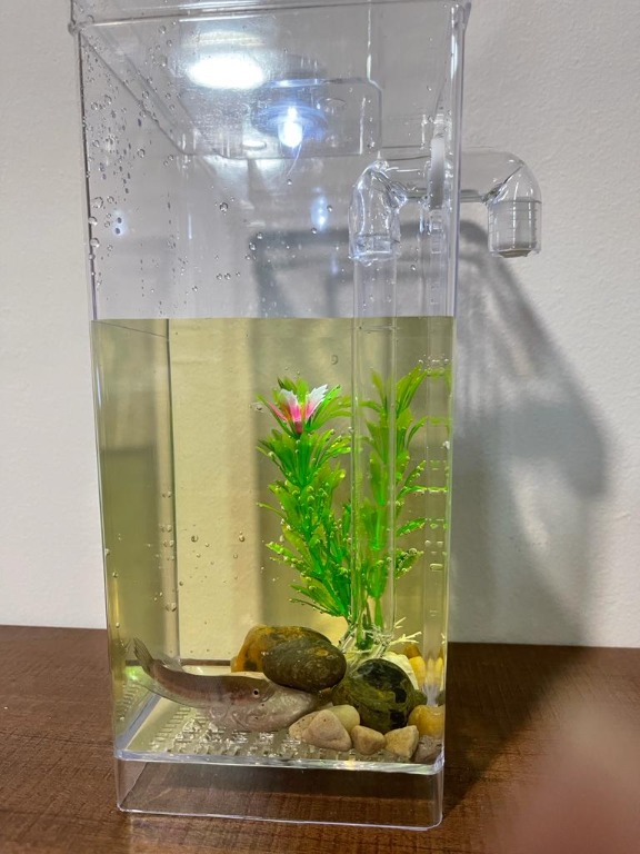 Easy clean sales fish tank