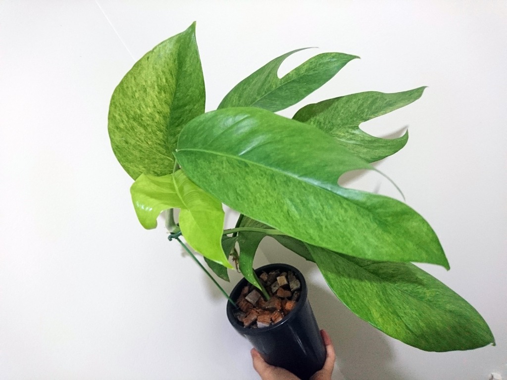 Epipremnum pinnatum mint, 4 leaves 1 incoming, Furniture & Home