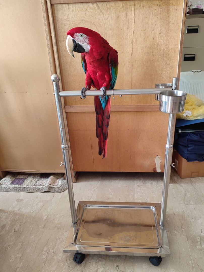 COCKATIELS AND RINGNECKS SMALL PARROT STAND #PP101 GREAT FOR CONURES 