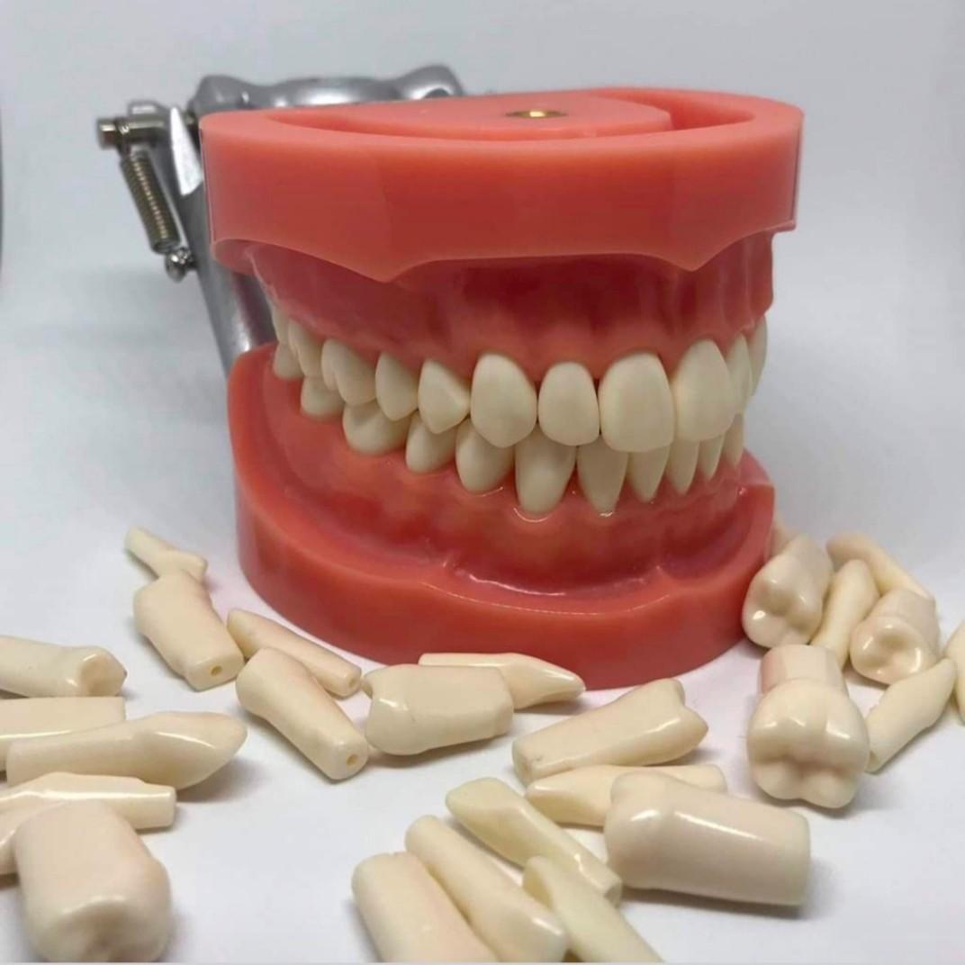 Typodont Refills (Nissin & Trimunt Compatible) (Category: Medical Supplies & Tools) located in Cavite. Submitted by chrician_olshp (Listing ID 1140991416, Image 1). Description: Typodont Refills Nissin and Trimunt Compatible - Complete set (32pcs).
