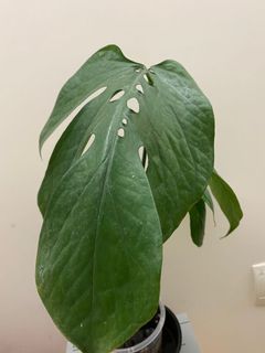 （分類：）位於 。 由 armanikent 提交（商品編號 1135256658，圖片 1）。簡介： 。
